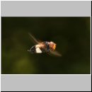 Volucella pellucens - Gemeine Waldschwebfliege m09.jpg